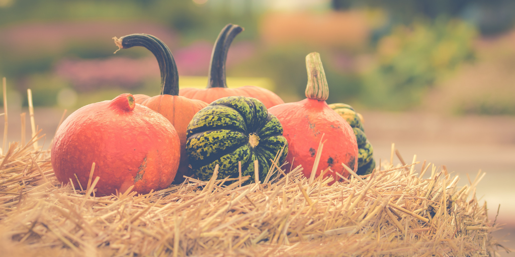 Pumpkin activity during fall season