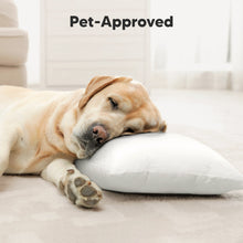 Load image into Gallery viewer, Jumbo Toddler Pillow with Pillowcase (Soft White)
