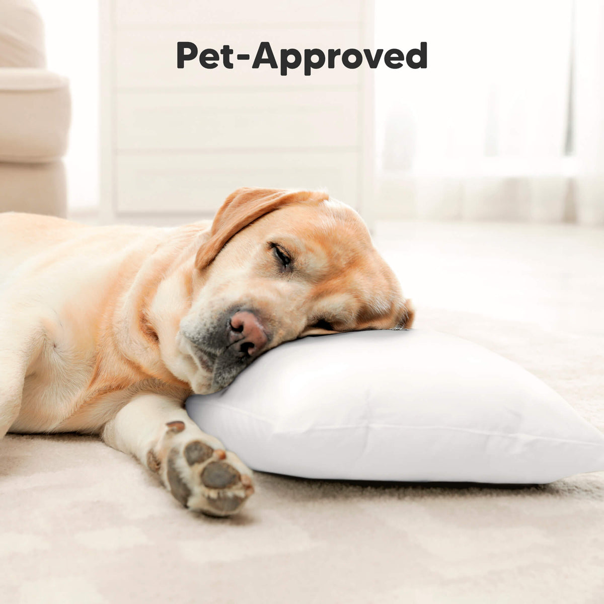 Pet-approved 46726131122362